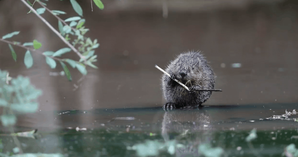 Wild beaver at Percys Country House Hotel in Devon