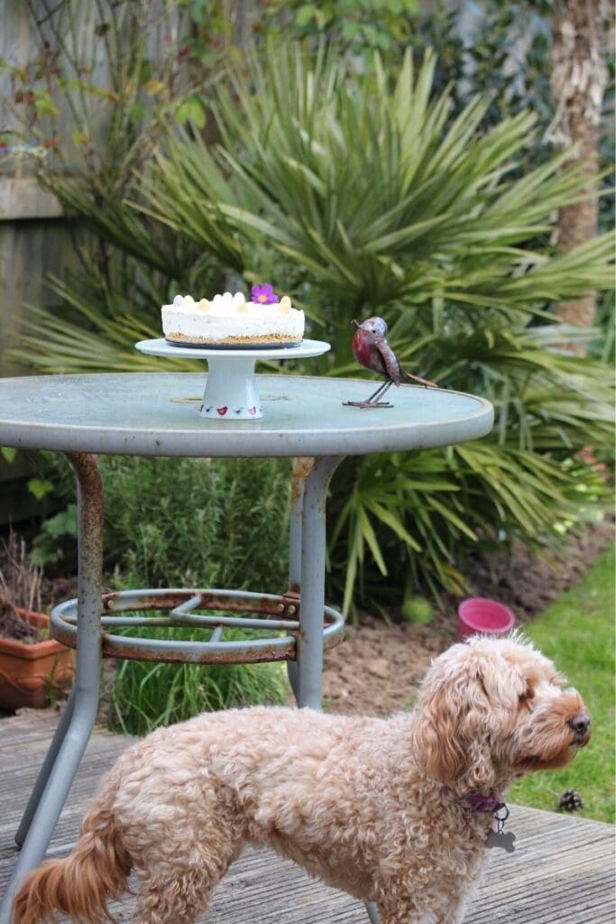 Cockapoo with our delicious Easter dessert. #dog #cutedog #Easterrecipe